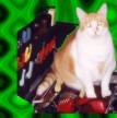 Cat 5 -- Romeo